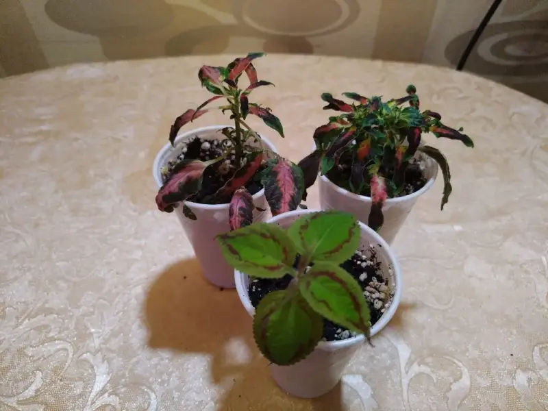 Продам Колеусы