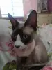 БРОНЬ Котенок Канадского Сфинкса