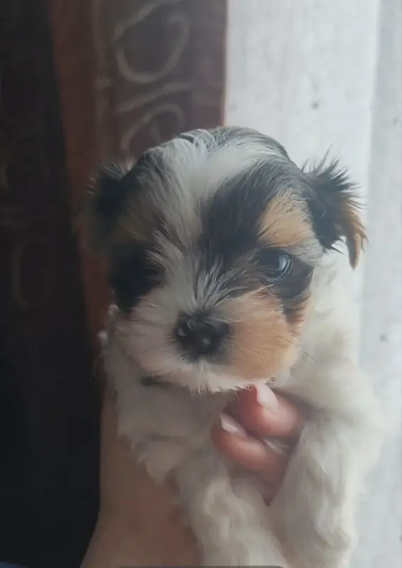 Щенок