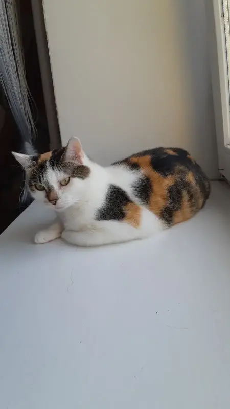 Кошка Трёхцветка ищет дом