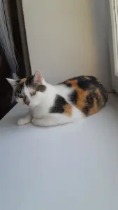Кошка Трёхцветка ищет дом