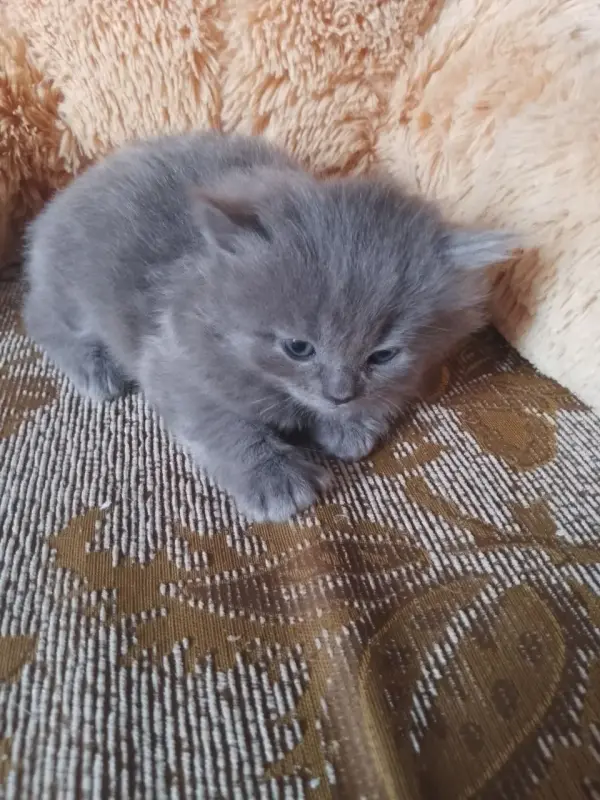 британские котята