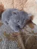 британские котята