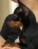 Щенок