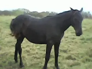 Лошади