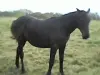 Лошади