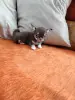 Чихуахуа