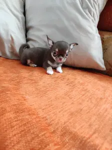 Чихуахуа