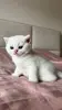 Котята шотландские