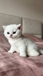 Котята шотландские