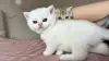 Котята шотландские
