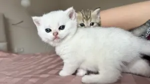 Котята шотландские