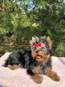 Щенок