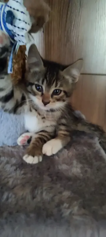Котенок в дар