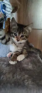 Котенок в дар