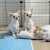 Мальчики чихуахуа