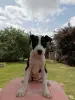 Щенки АМ стаффа