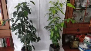Фикусы разные 