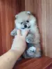Мальчик померанского шпица