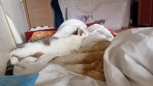 бесплатно
