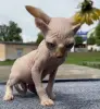 Котята канадского сфинкса