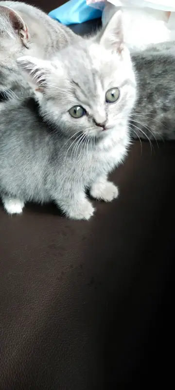 Шотландский котенок(девочка)