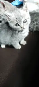 Шотландский котенок(девочка)
