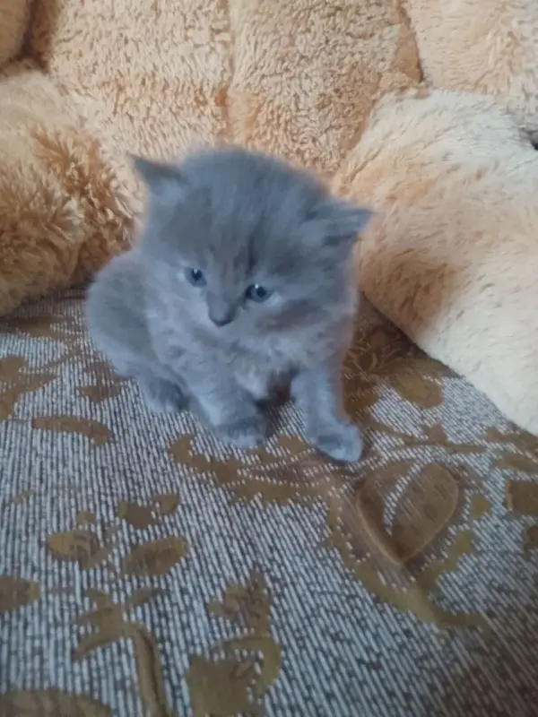 британские котята