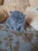 британские котята
