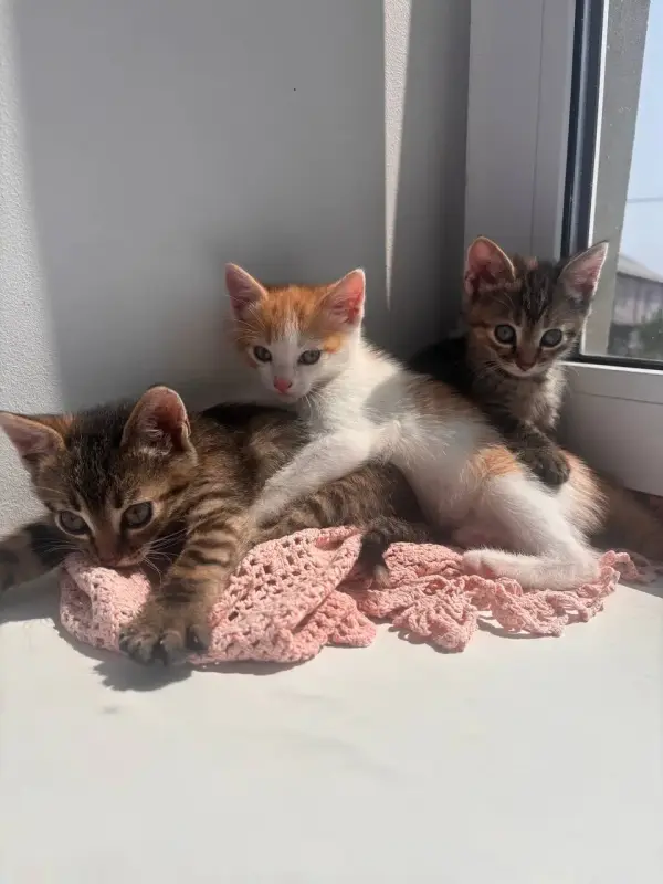 Котята в дар