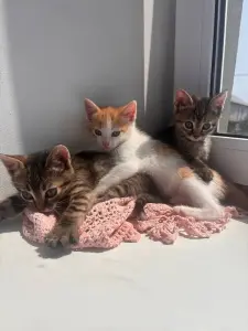 Котята в дар