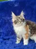 Мейн-Кун чистокровные котята