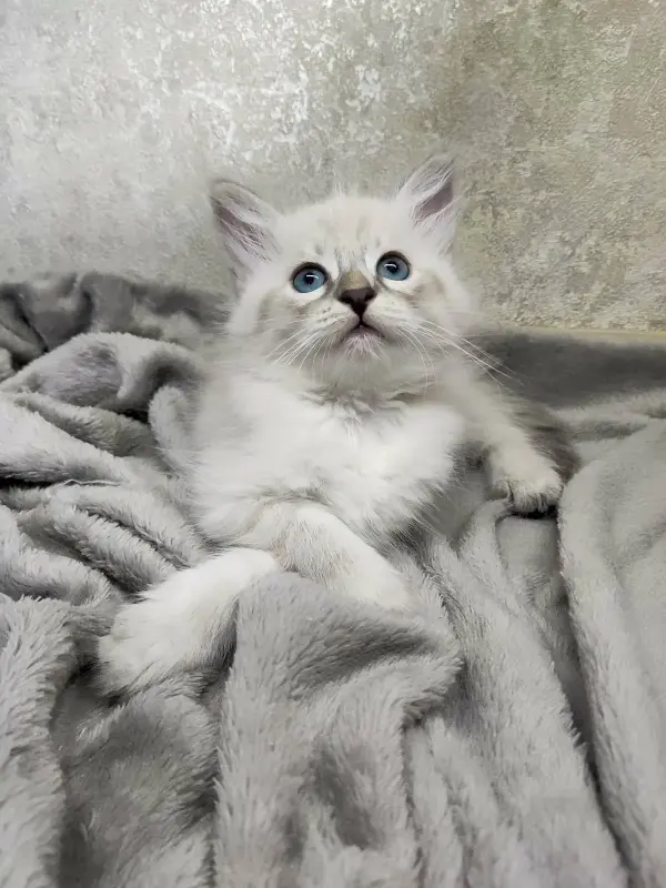 Котята породы Невская Маскарадная