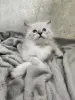 Котята породы Невская Маскарадная