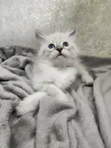 Котята породы Невская Маскарадная