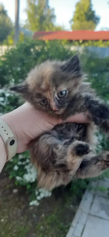 Котята