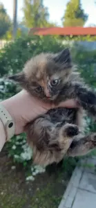 Котята