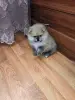 Померанский шпиц мальчик.