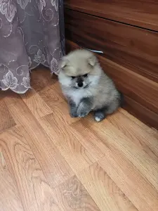 Померанский шпиц мальчик.