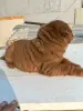 Щенки шарпея