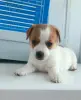 Девочка Джек Рассел терьера