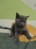 Котёнок шотландский