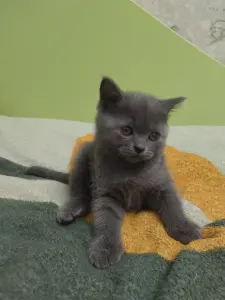 Котёнок шотландский