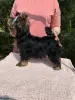 Щенок