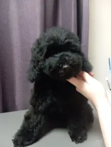 Щенок