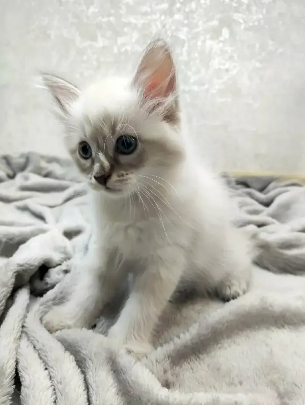 Котята породы Невская Маскарадная