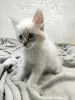 Котята породы Невская Маскарадная