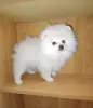 Померанский шпиц мальчик.