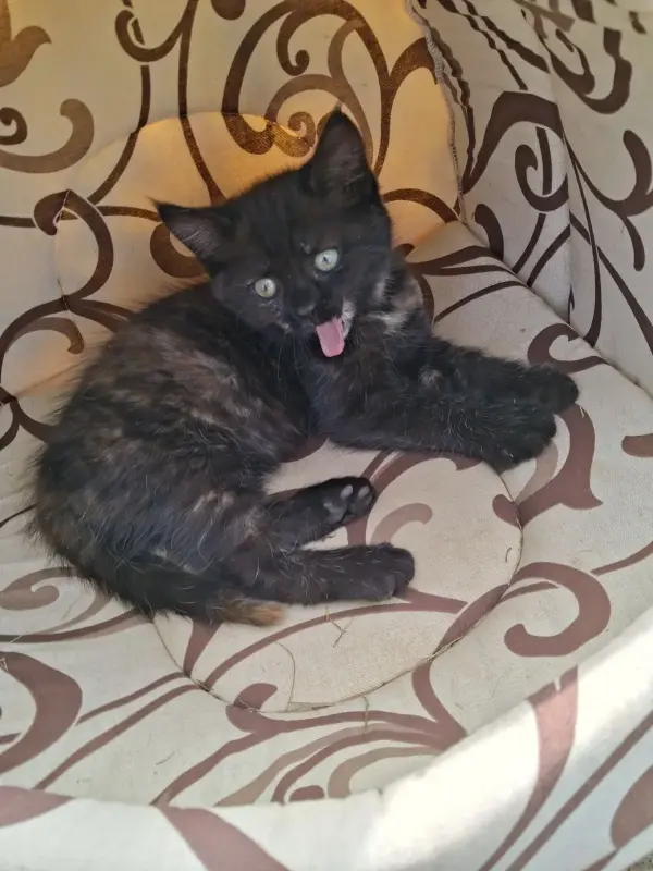Котята в дар