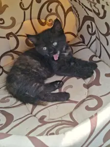 Котята в дар